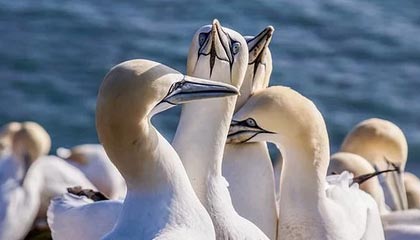 九游jiuyou-PSG.LGD赛区粉丝支持力度加大，psg和lgd不是一队吗