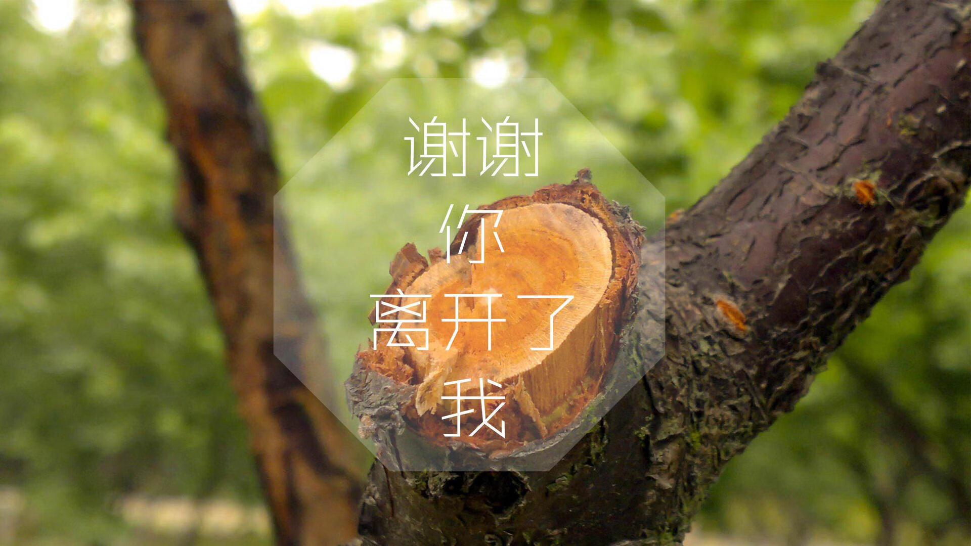 绿茵场上新技术应用，助推中国足球绿色发展，绿茵足球队的含义