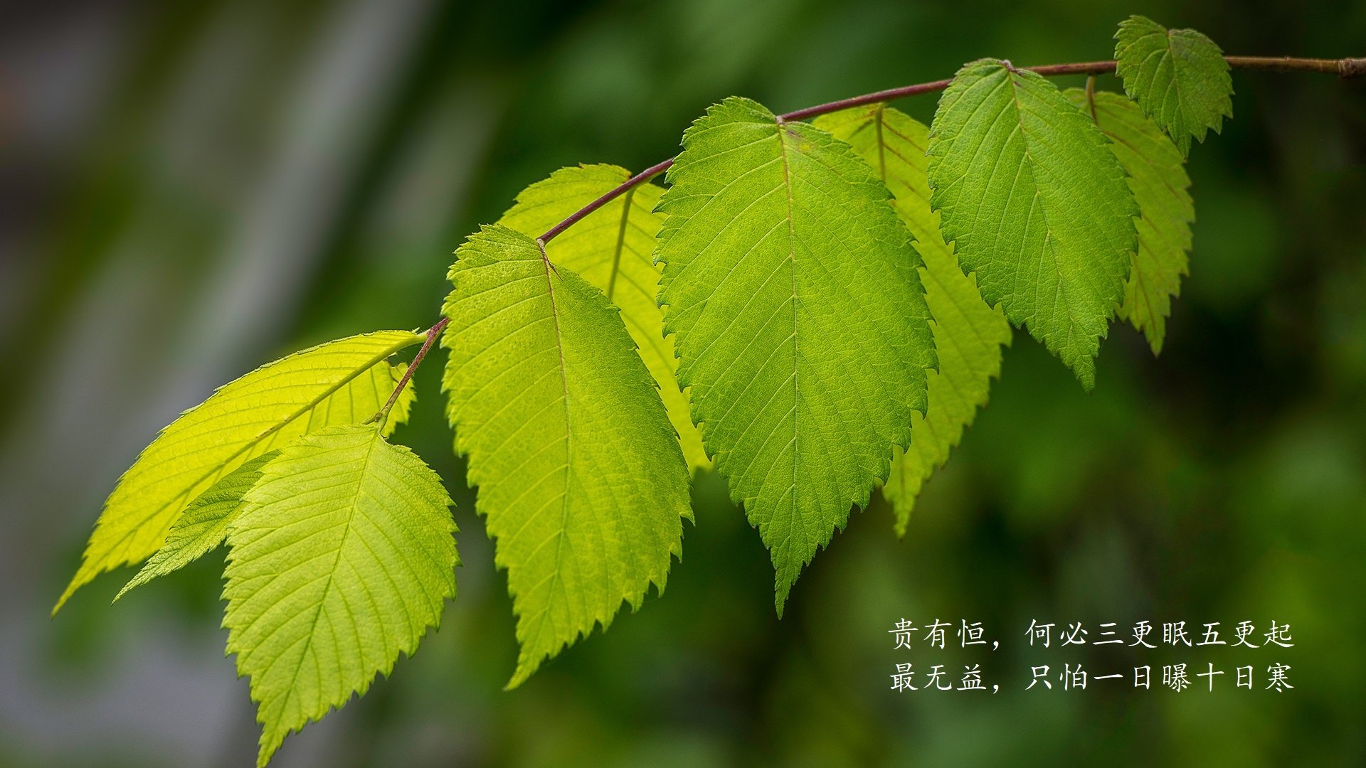 体育队员参加国际比赛表现出色，参加体育队的好处