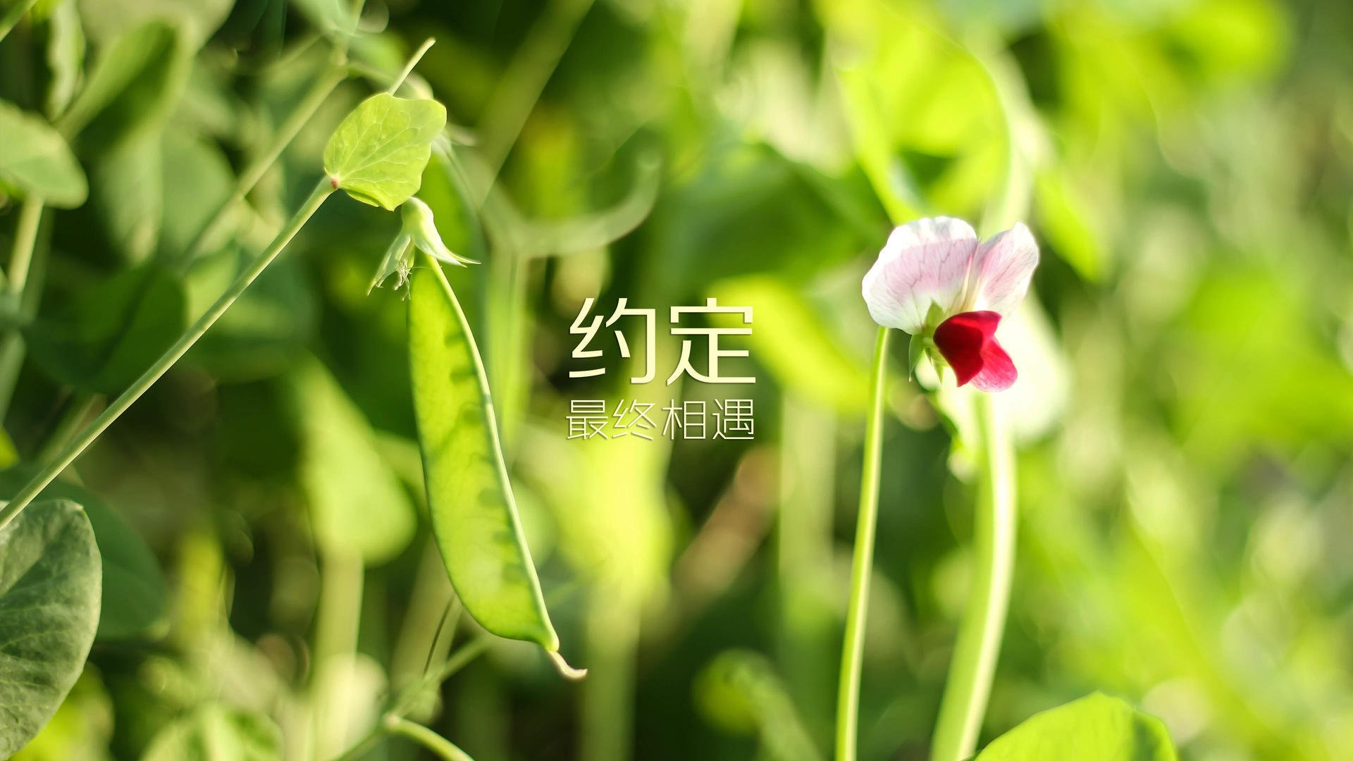 摩纳哥客场不敌梅斯，联赛战绩遭遇寒冬，摩纳哥的主场