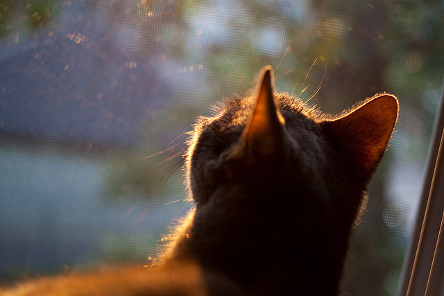 世界青年滑板锦标赛中国少年夺奖，青少年滑板联赛