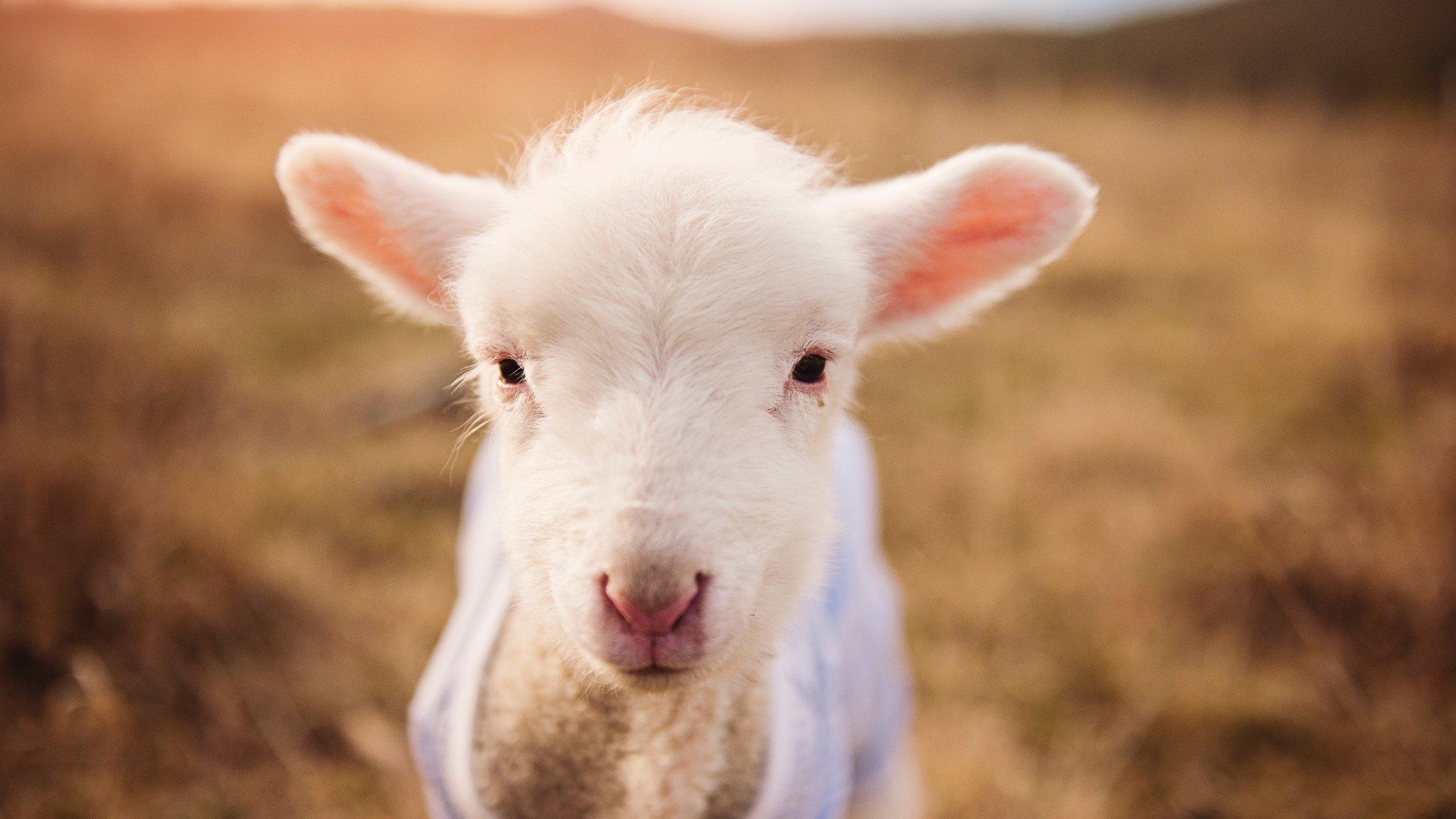 奥运场馆向公众开放 推广全民健身理念，奥运场馆向公众开放 推广全民健身理念