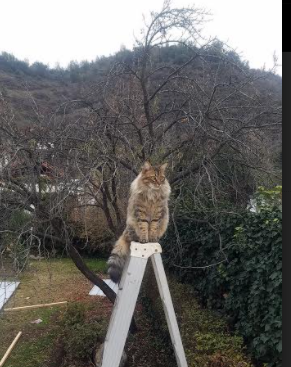 快节奏打法中失误后的反应速度是否至关重要，快节奏和慢节奏的利弊