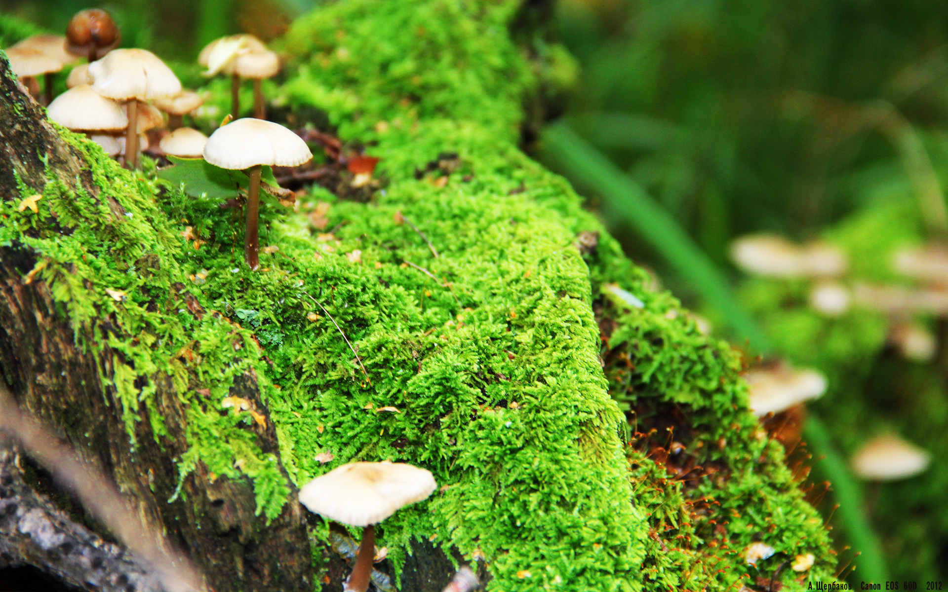 九游娱乐(jiuyou)官方网站-技术图谱：蛙泳四大环节逐项评分，蛙泳技术动作分析