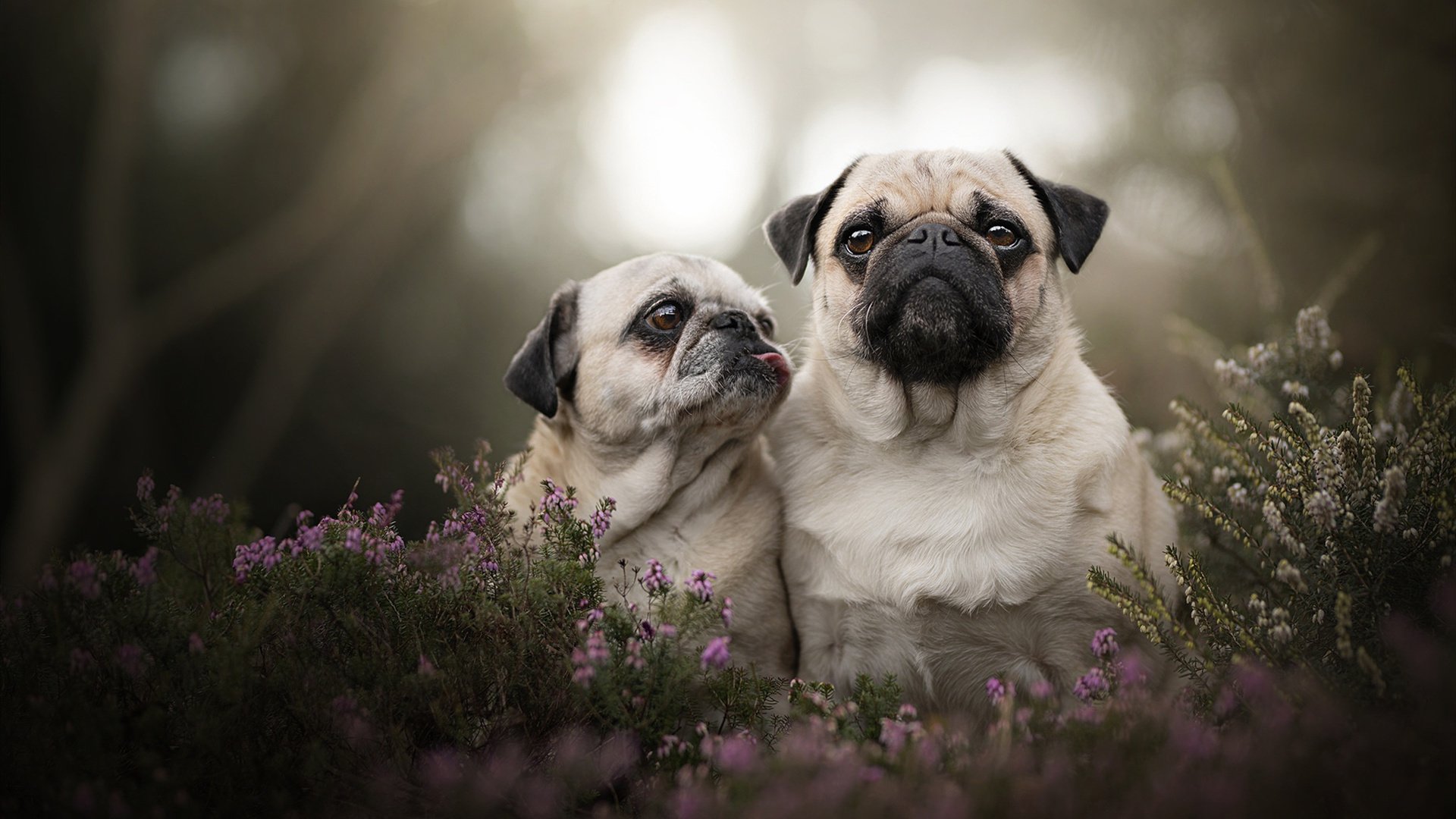 德甲节奏飞快：每秒都精彩无限！，德甲intro