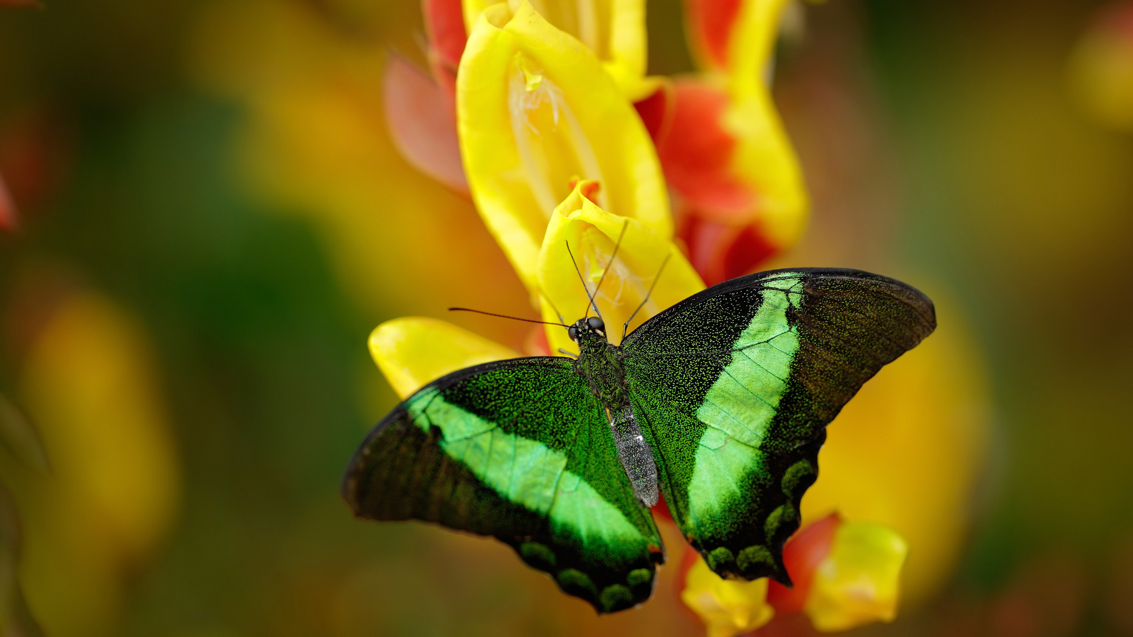 曼联主帅要求球队保持防守纪律，曼联队的么